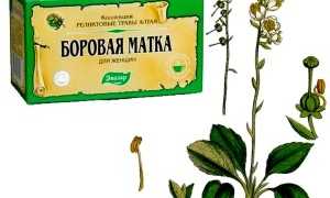 Поможет ли боровая матка в зачатии и лечении женских заболеваний?